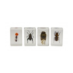 3D Bug Specimen Kit 3